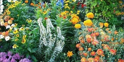 Koje trajnice se sade u jesen